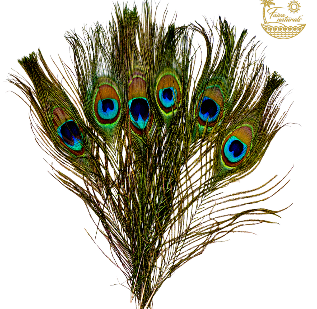 Peacock Feathers for Smudging