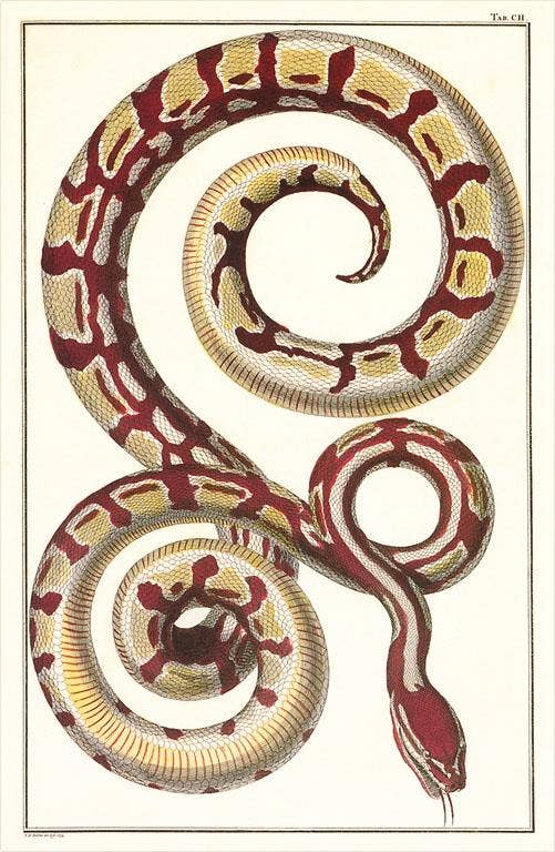 Postcard AN-276 Red Patterned Snake