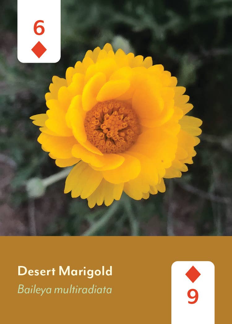 Desert Southwest Wildflowers Deck