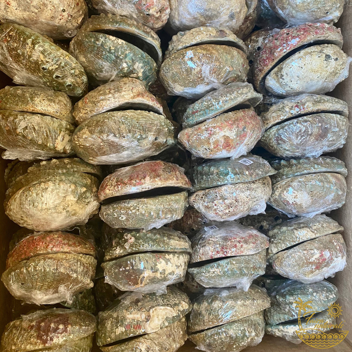 Abalone Shell Smudge Bowls (Large)