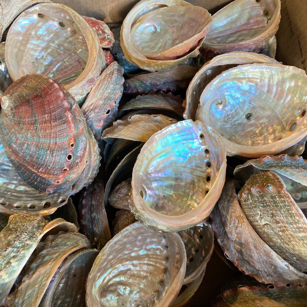 Abalone Shell Dish | Palo Santo Ritual