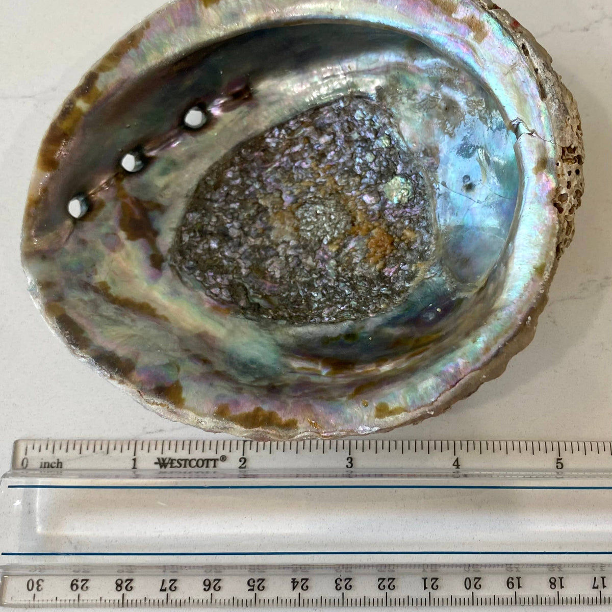 Abalone Shell Smudge Bowls (Medium Shallow)