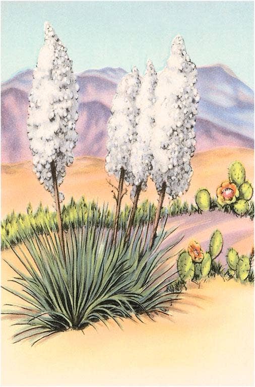 Postcard CD-170 Yucca and Cactus Plants