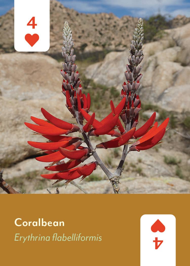 Desert Southwest Wildflowers Deck
