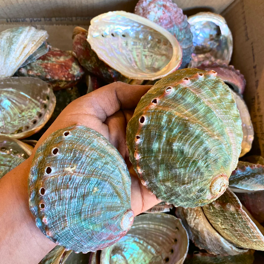 Abalone Shell Dish | Palo Santo Ritual