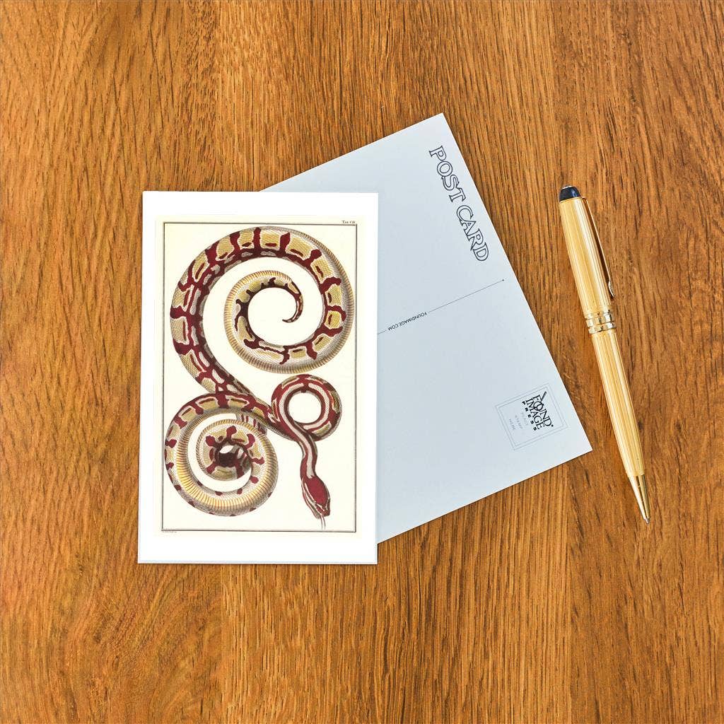 Postcard AN-276 Red Patterned Snake