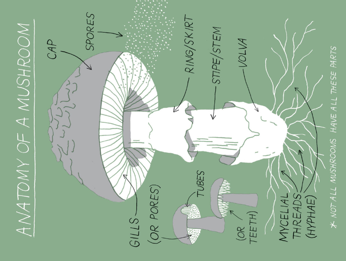 Pocket Nature: Mushroom Hunting
